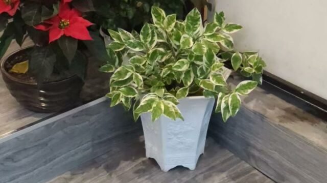 Coconut Coffee Hội An