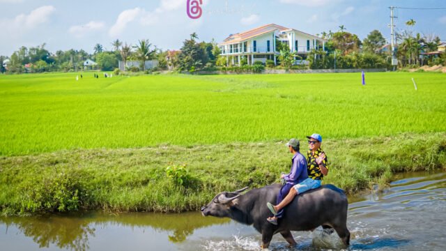 Hoi An Buffaloes Riding & Farming- Bicycles Tour