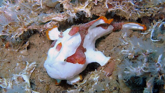 Tiger Fish Divers Hoi An
