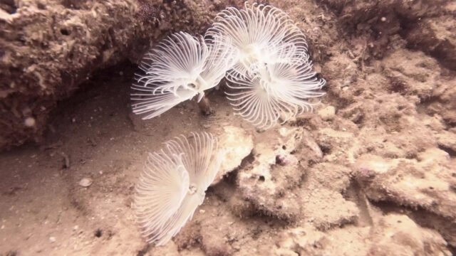 Tiger Fish Divers Hoi An