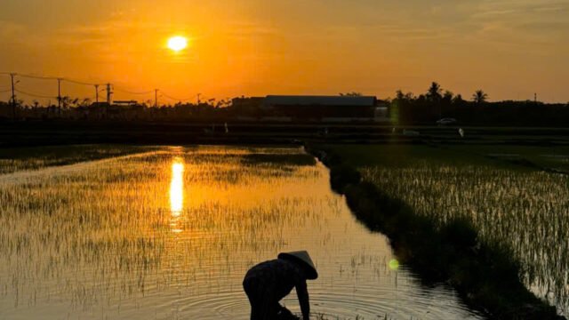 Cookalocal Hội An Cooking Class