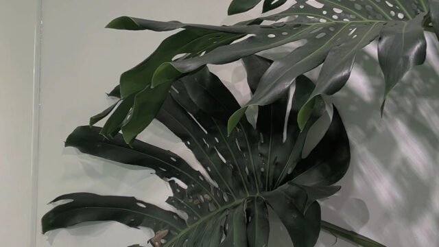 XLIII Specialty Coffee