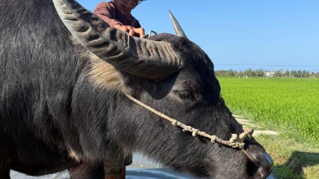 Hoi An Village Experience