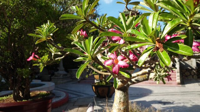 Hội Quán Phước Kiến