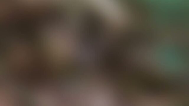 Experience Leather Hoi An