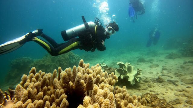 Tiger Fish Divers Hoi An