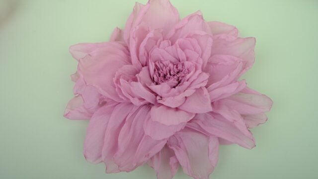 Yaly Couture Signature