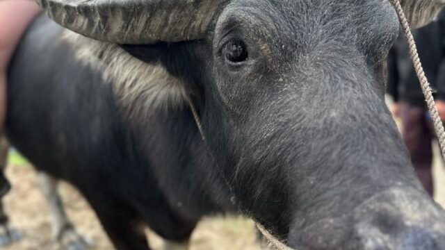 SUNRISE TOUR -Bicycle Tour Hoi An -Motorbike Tour & MY SON Tour